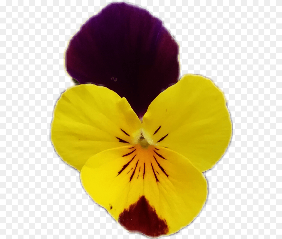 Flowers Flowerphotography Flower Pansy Viola Purpleandyellowflower Pansy, Plant, Petal Png Image