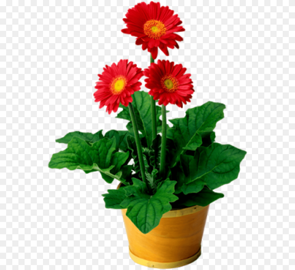 Flowers Flowerpot Doloresgouveia Go Math Lesson 12 6th Grade, Daisy, Flower, Flower Arrangement, Plant Free Transparent Png