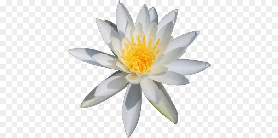 Flowers Flowers Flowers White Nenufar Flor, Flower, Lily, Plant, Pond Lily Free Png Download