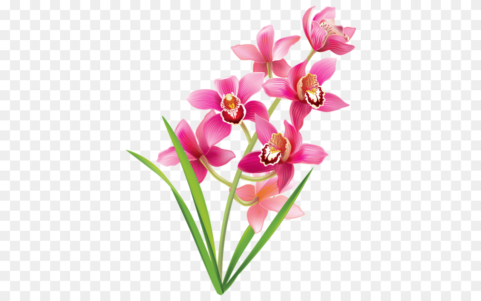 Flowers Flowers Orchids, Flower, Plant, Orchid Png