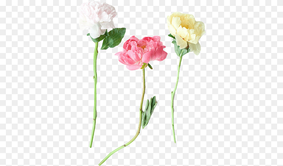 Flowers Flowers Tumblr, Carnation, Flower, Plant, Rose Free Png Download