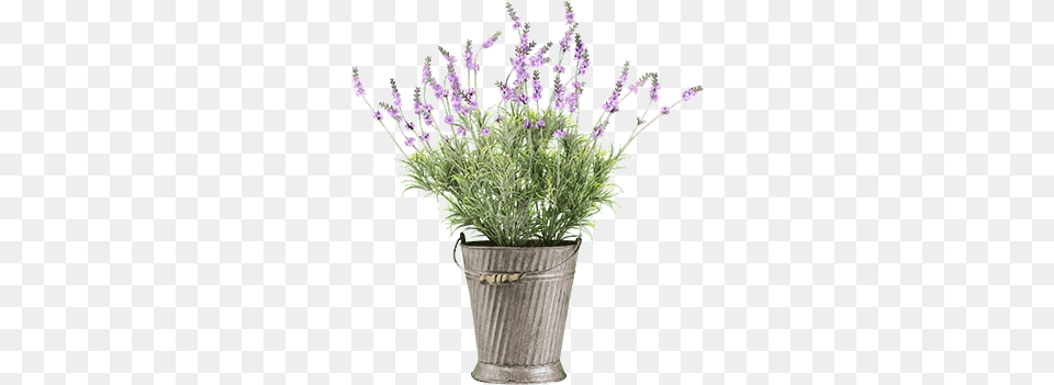 Flowers For Cemeteries Inc English Lavender, Flower, Plant, Potted Plant Png Image