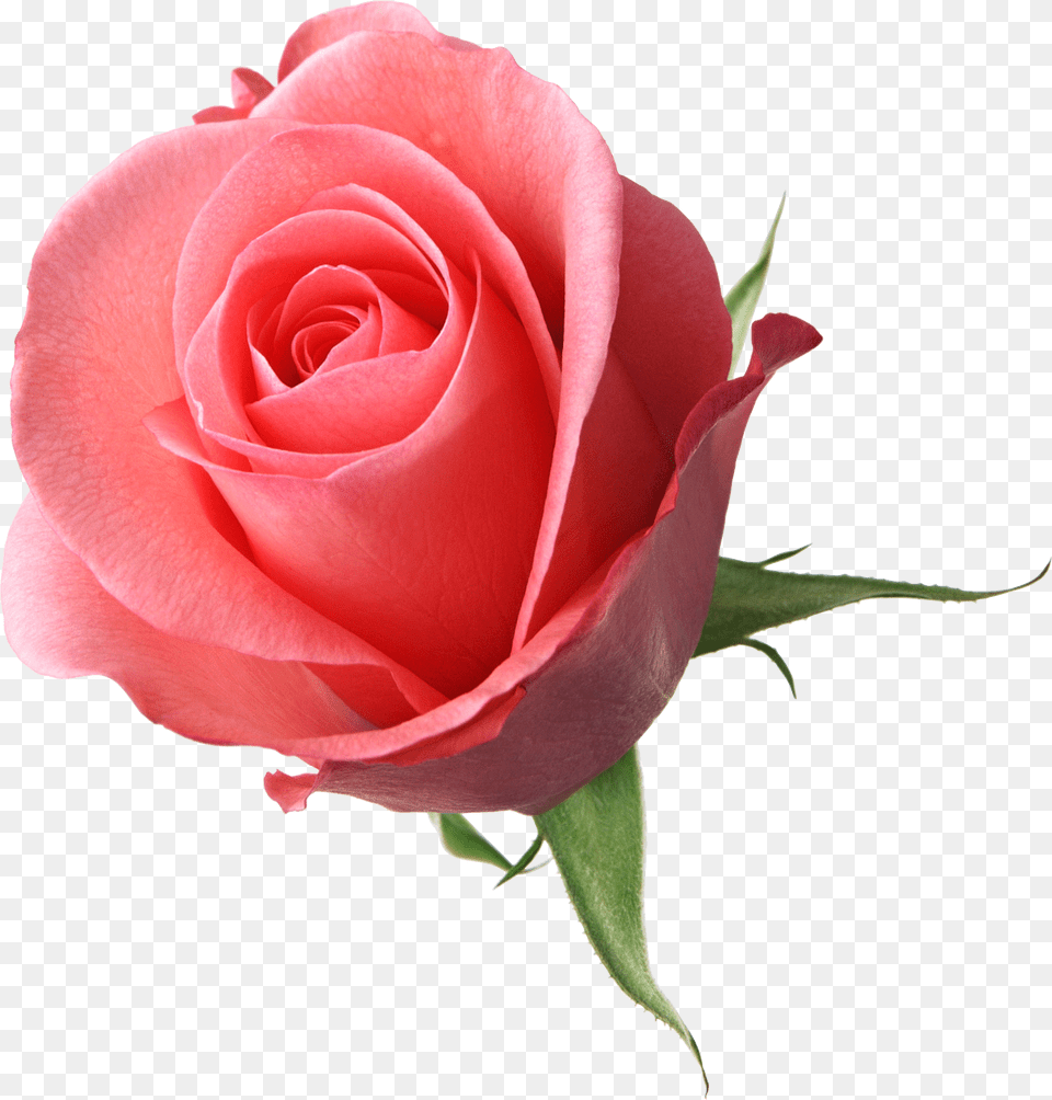 Flowers For Edits, Flower, Plant, Rose Png