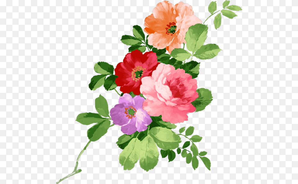 Flowers For Mrs Gof Hand Flower Painting, Geranium, Plant, Rose, Hibiscus Png