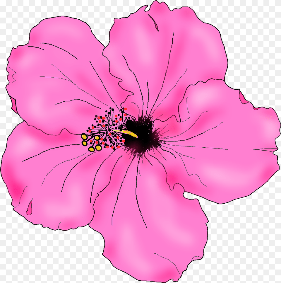 Flowers For Simple Hibiscus Flower Drawing Pink Hibiscus Cool Drawing Hibiscus Flower, Plant, Person, Petal, Anther Png Image