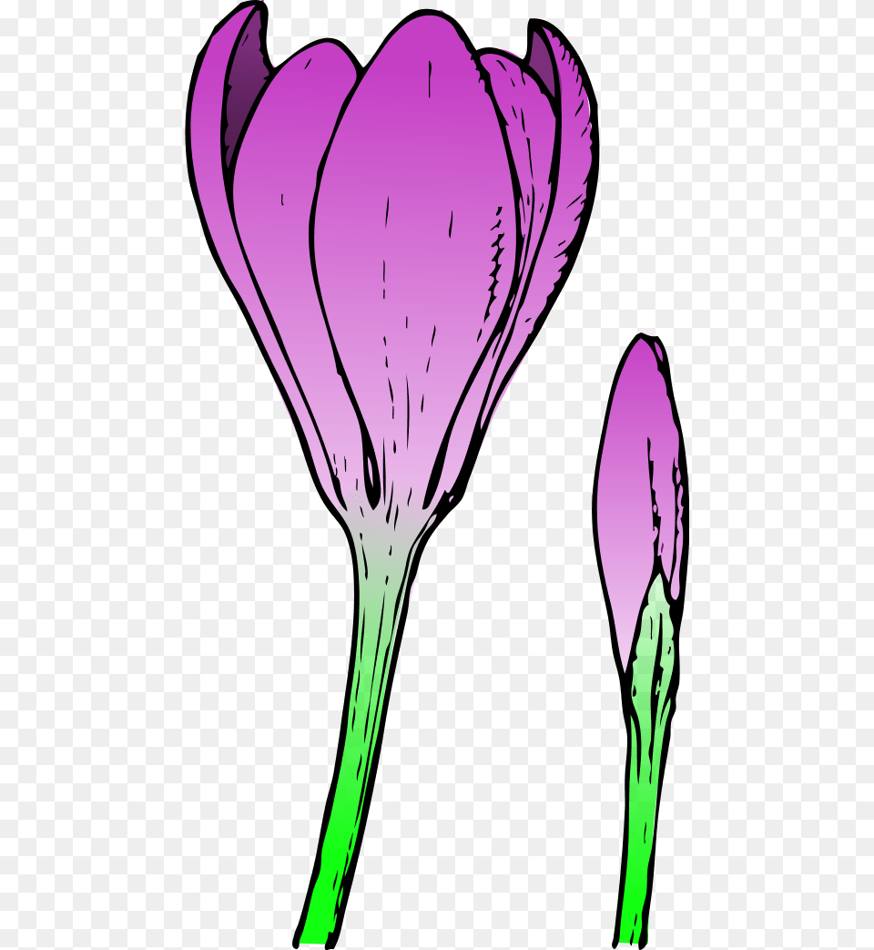 Flowers For Single Spring Flower Clip Art, Petal, Plant, Purple, Crocus Free Png Download