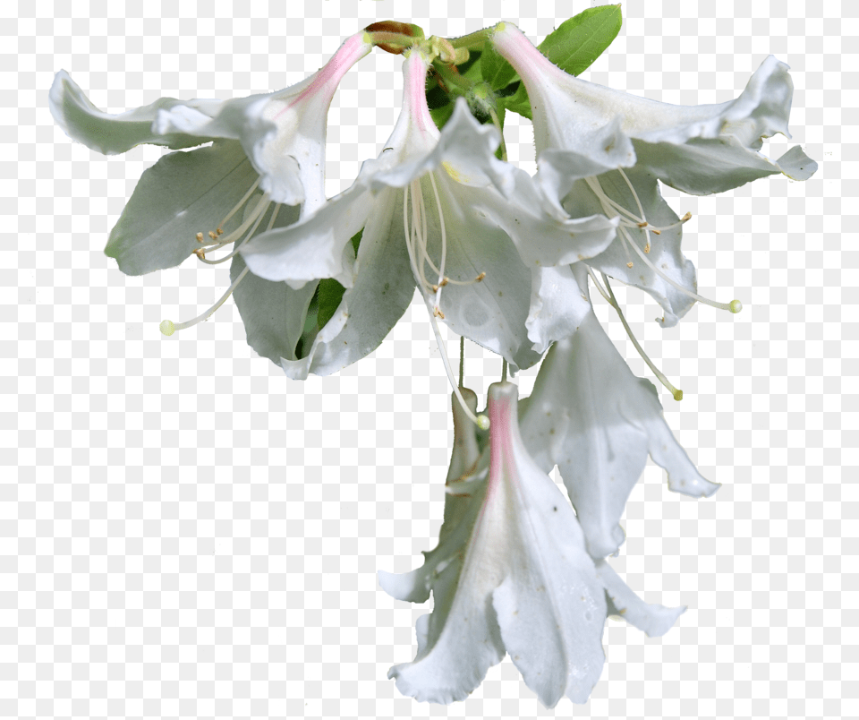 Flowers Format Hoa Ly Trng, Flower, Plant, Petal, Pollen Free Transparent Png