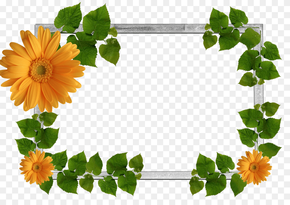 Flowers Frame, Daisy, Flower, Plant, Leaf Free Png
