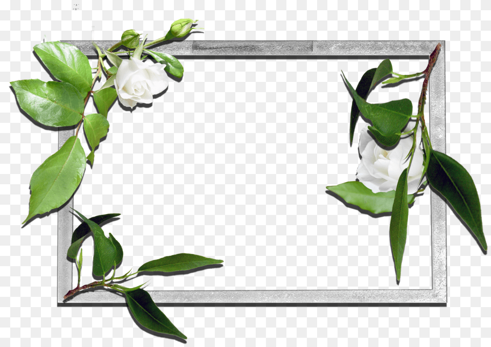 Flowers Frame, Flower, Leaf, Plant, Rose Free Png Download