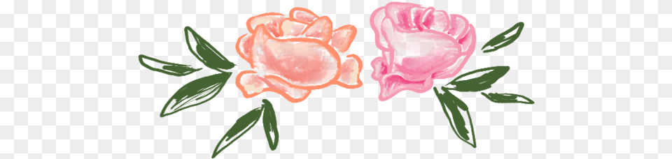Flowers Garden Roses, Flower, Petal, Plant, Carnation Free Transparent Png