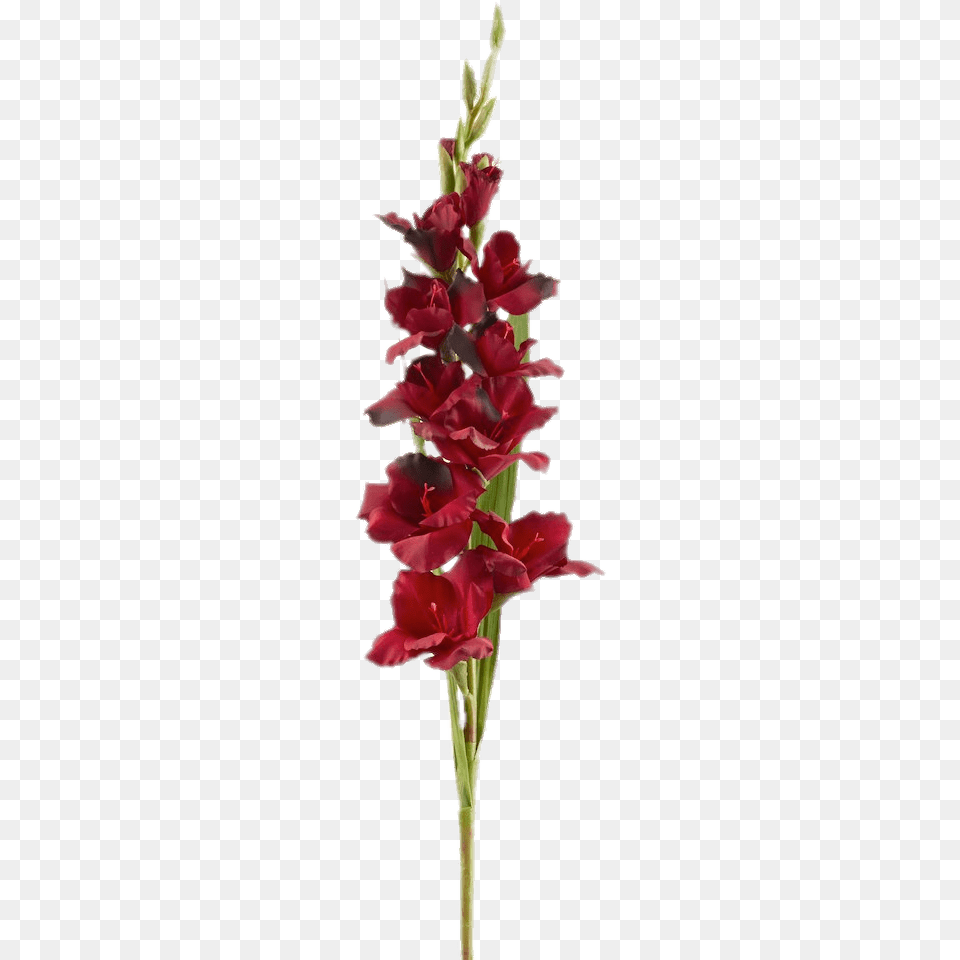 Flowers Gladiolus Transparent, Flower, Plant, Petal Png