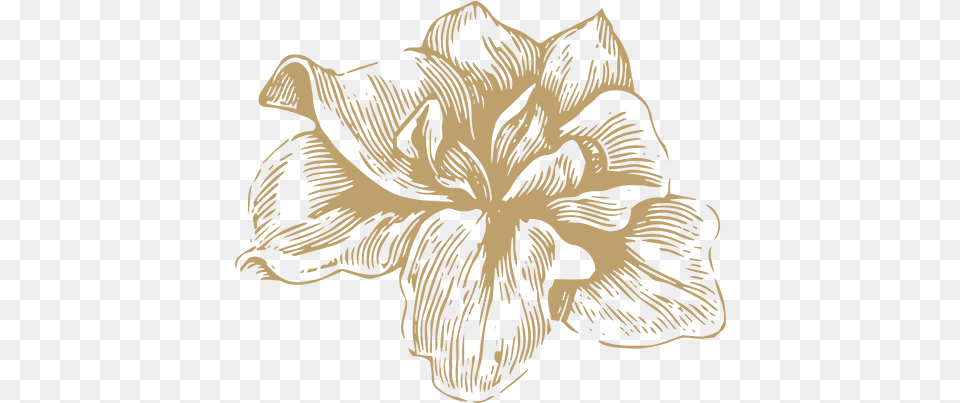 Flowers Gold 02 Hippeastrum, Flower, Plant, Art, Person Free Transparent Png