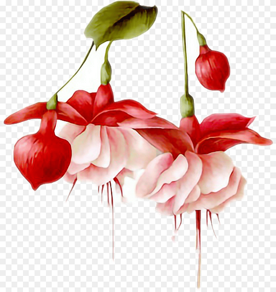 Flowers Hanging Pretty Pink Red Leaf Bulb Freetoedit Hummingbird Watercolor By A Flower, Petal, Plant, Dahlia, Anther Png
