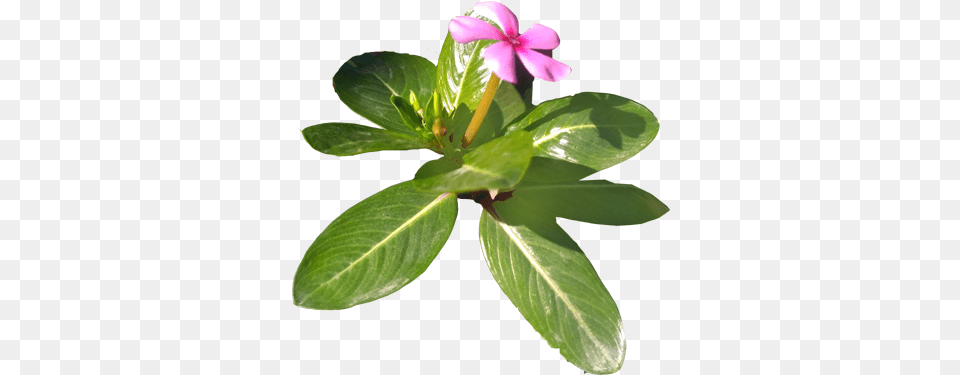 Flowers Heartpngcom, Flower, Leaf, Plant, Acanthaceae Png