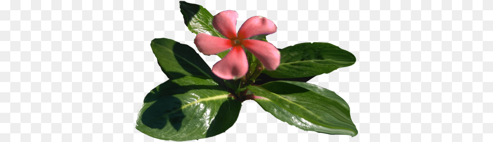 Flowers Heartpngcom, Flower, Geranium, Leaf, Petal Png Image