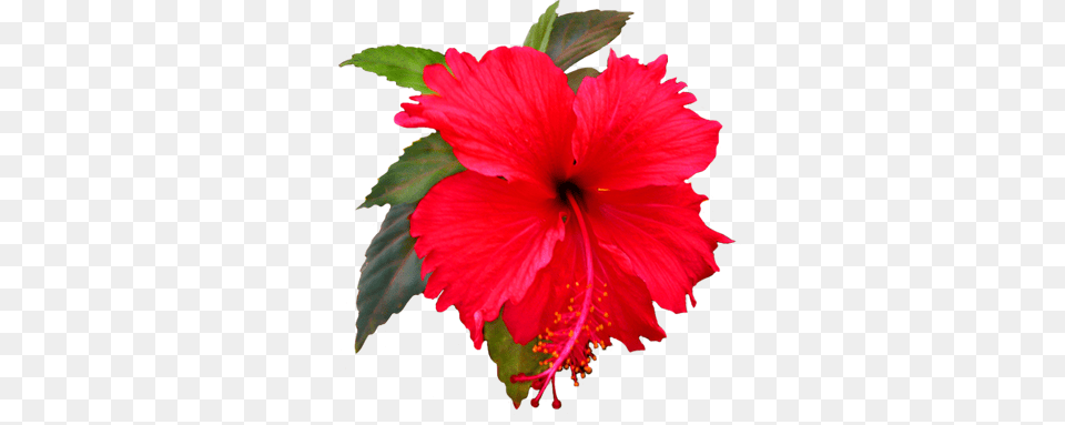 Flowers Hibiscus, Flower, Plant Free Png