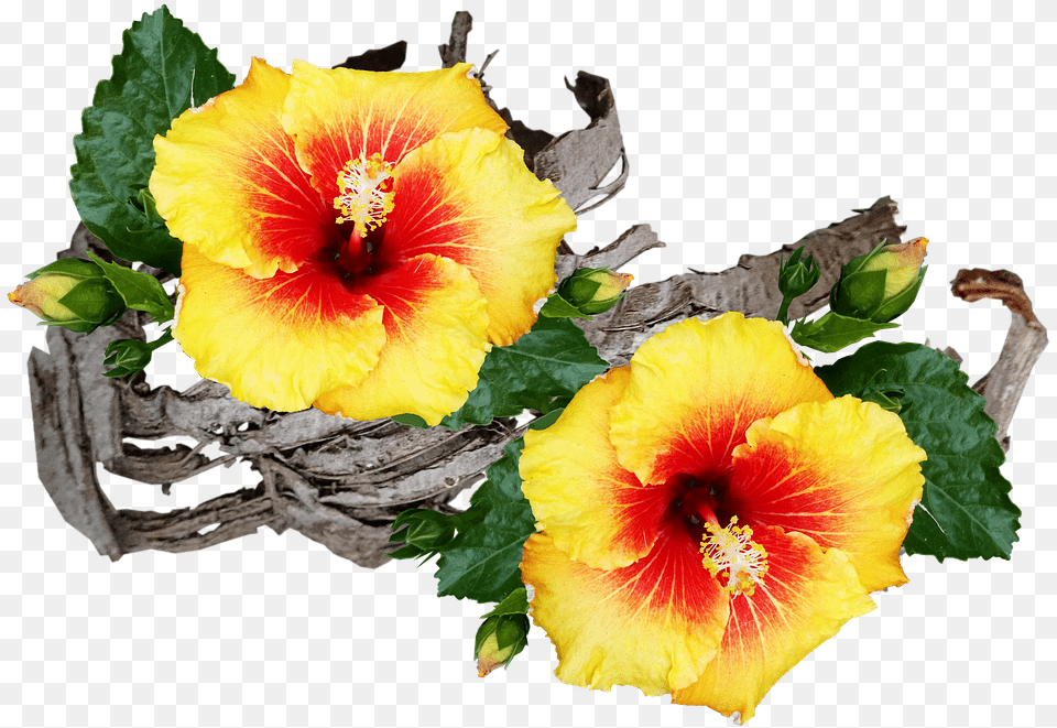 Flowers Hibiscus Tropical Image On Pixabay Chinese Hibiscus, Flower, Plant, Rose Free Transparent Png