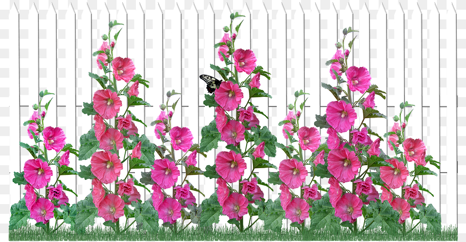 Flowers Hollyhocks Picket Fence Garden Nature Dendrobium, Outdoors, Yard, Flower, Plant Free Transparent Png