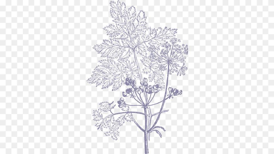 Flowers Illustration 2 Image Transparent Floral Illustration, Nature, Outdoors, Ice, Weather Png