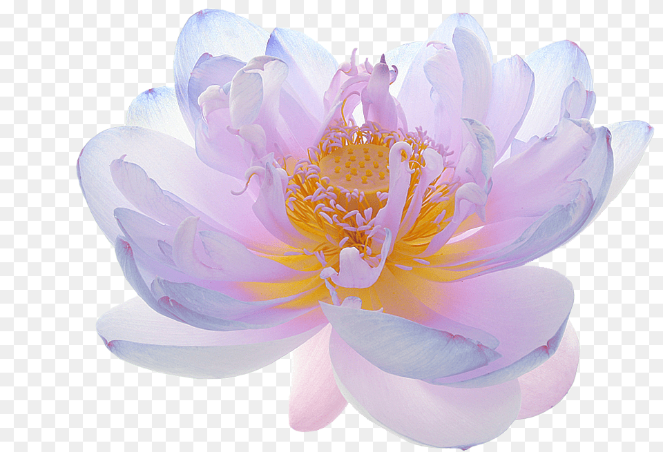 Flowers Image Real Translucent Flower, Dahlia, Plant, Anemone, Rose Free Png Download