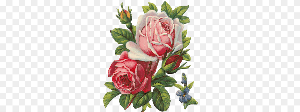 Flowers Images Les Roses De Provence Decoupage Paper, Flower, Plant, Rose, Art Free Png Download