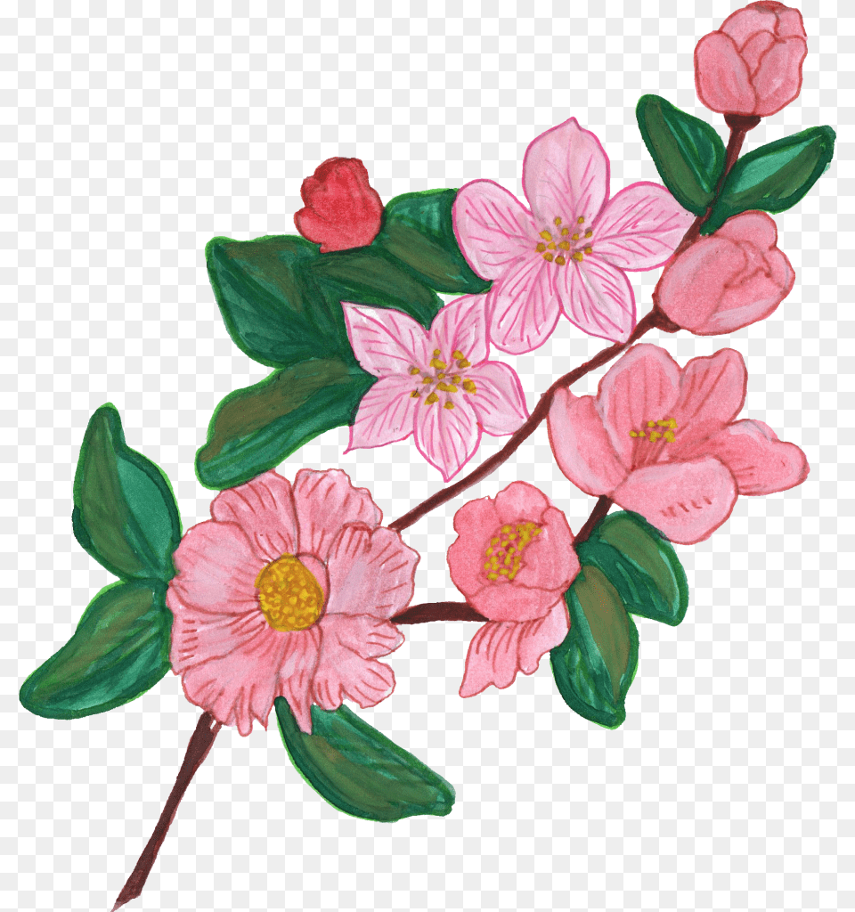 Flowers Images Painted, Flower, Plant, Anemone, Pattern Png