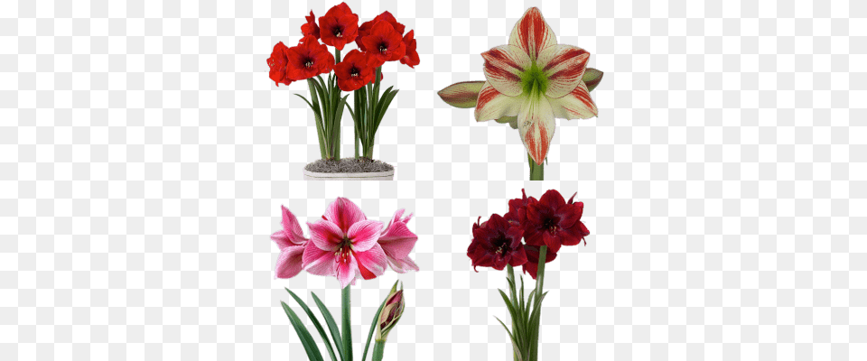 Flowers Images Stickpng Red Pearl Amaryllis, Flower, Plant, Geranium Free Png Download