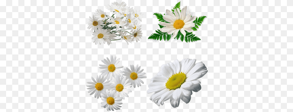 Flowers Images Stickpng White Yellow Flower, Daisy, Plant, Anemone, Flower Arrangement Png