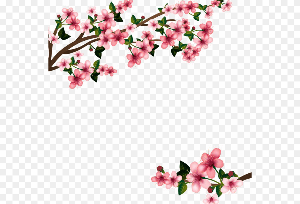 Flowers Images Transparent Download, Flower, Plant, Cherry Blossom Free Png