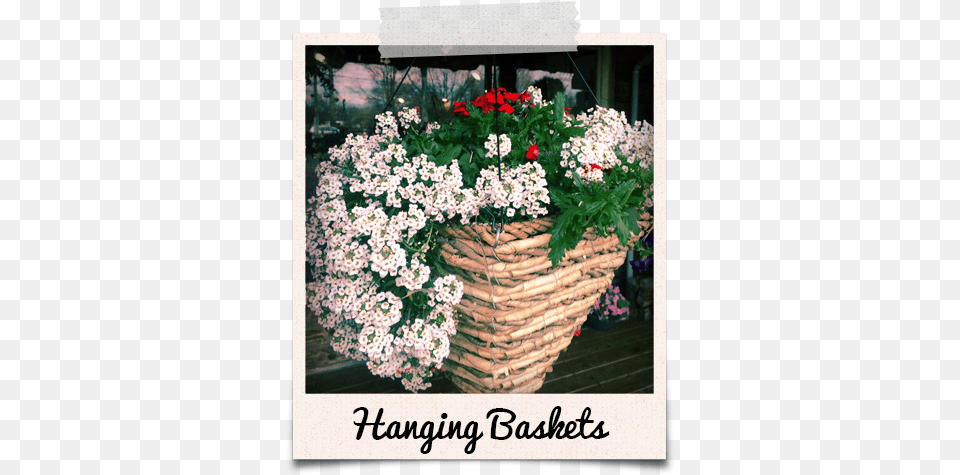 Flowers In Basket From Powers Farm Market Remember To Turn On The Light Poster 13 X, Flower, Flower Arrangement, Flower Bouquet, Geranium Free Png Download