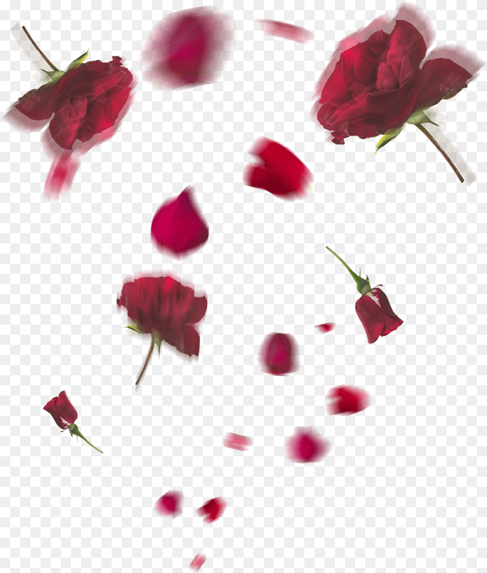 Flowers In Floating Transparent, Flower, Petal, Plant, Rose Png Image