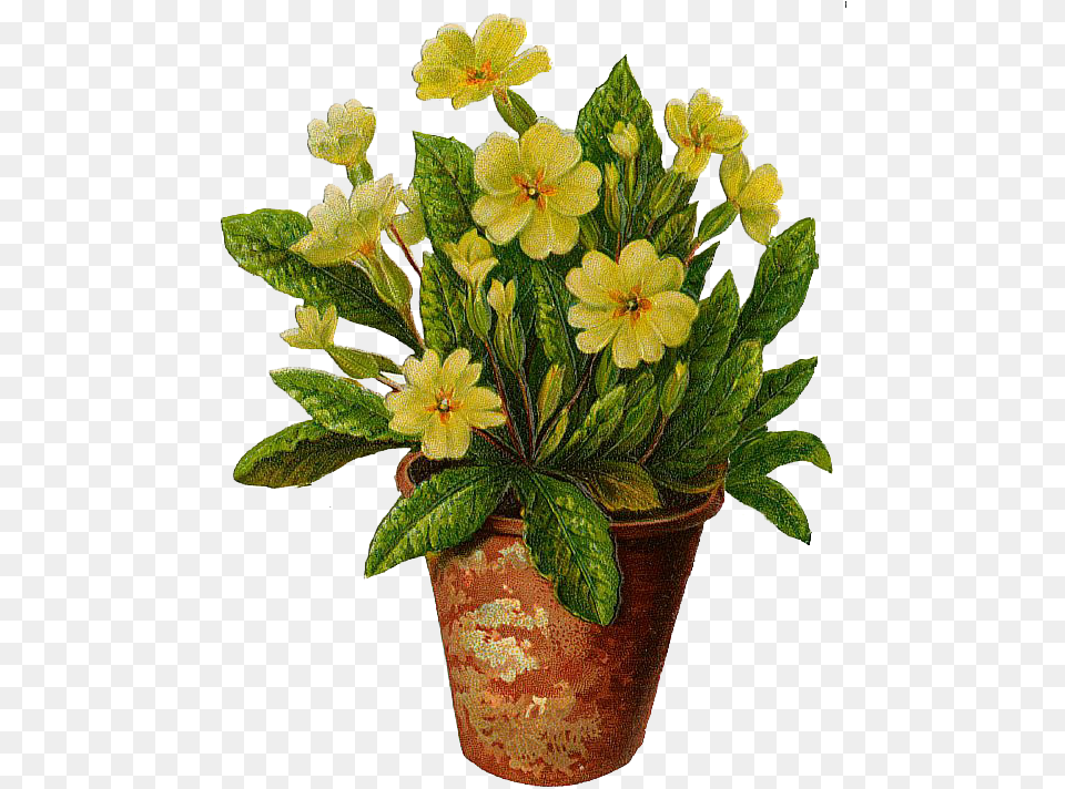 Flowers In Pots, Flower, Flower Arrangement, Leaf, Plant Png