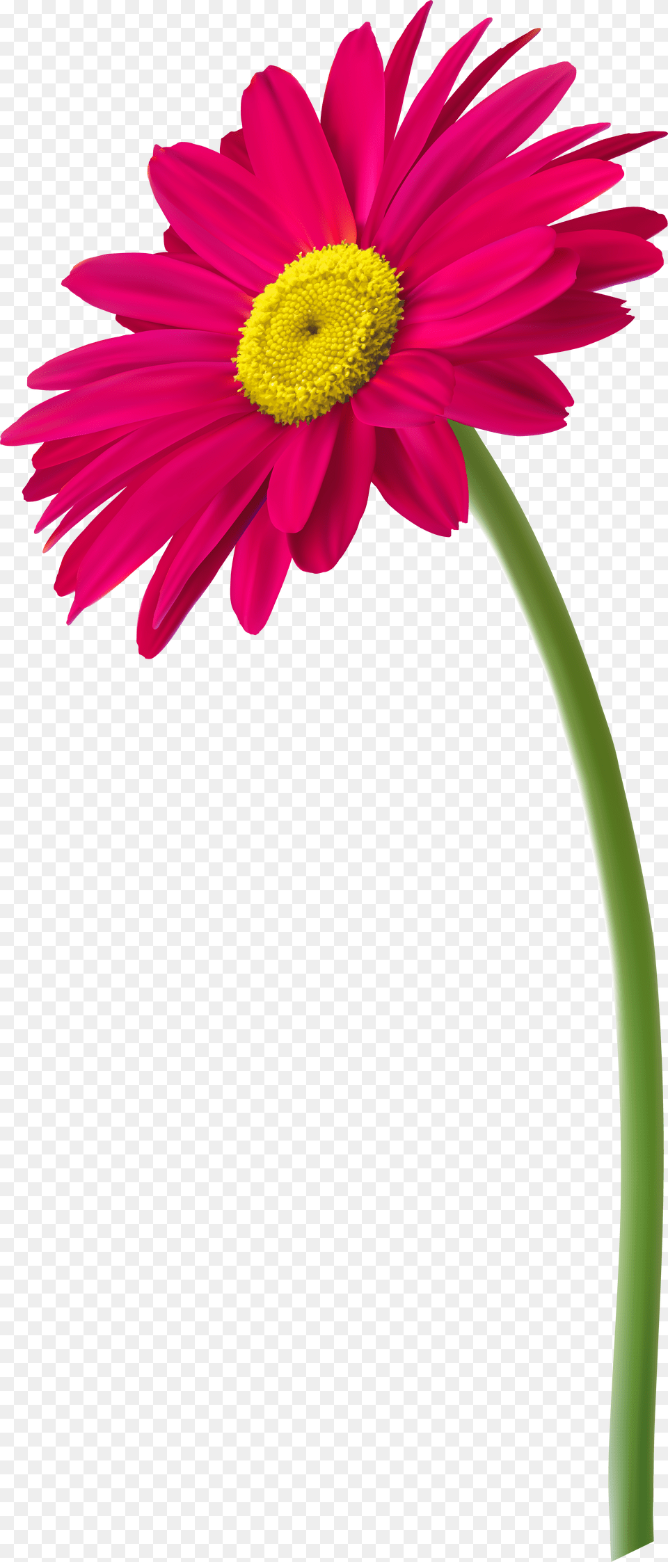 Flowers In Vase Clipart, Daisy, Flower, Petal, Plant Free Transparent Png