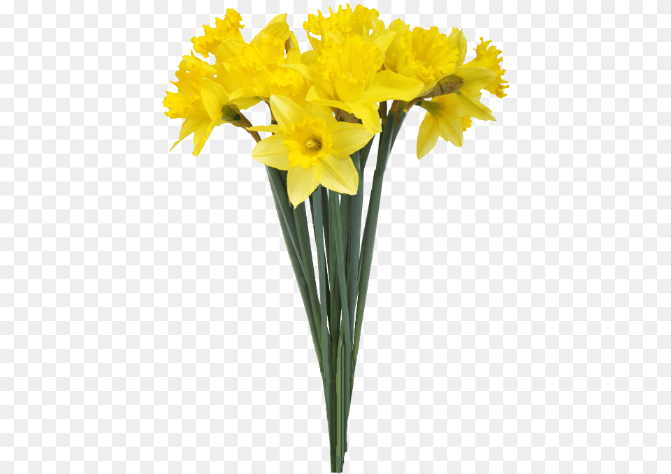 Flowers In Vase On White Background, Daffodil, Flower, Plant Png