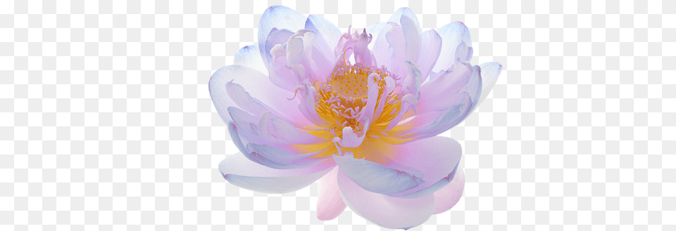 Flowers Indian Lotus Also Nelumbo Nucifera Background Translucent Background Lotus Flower, Plant, Dahlia, Anemone, Anther Free Transparent Png