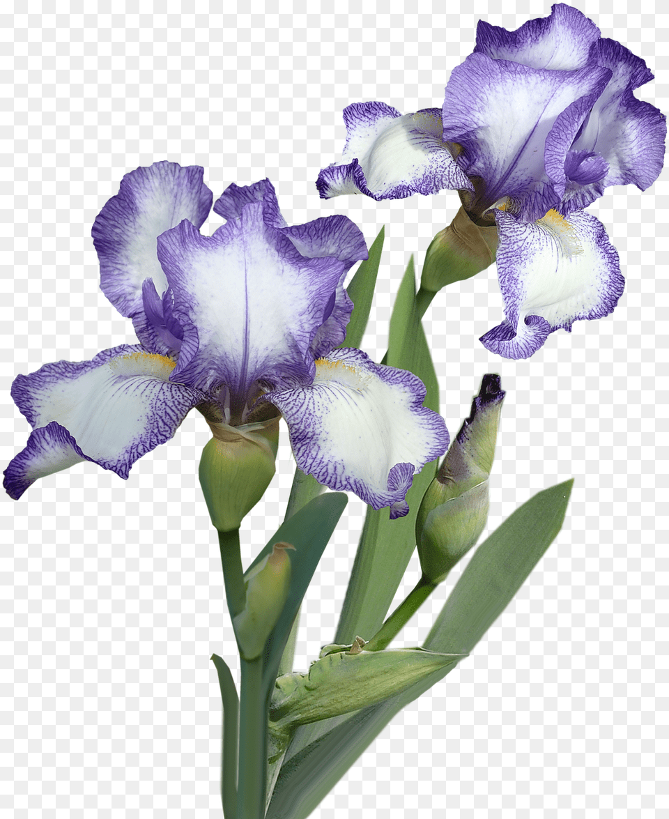 Flowers Iris Plant Flower, Acanthaceae, Rose, Petal, Animal Png Image