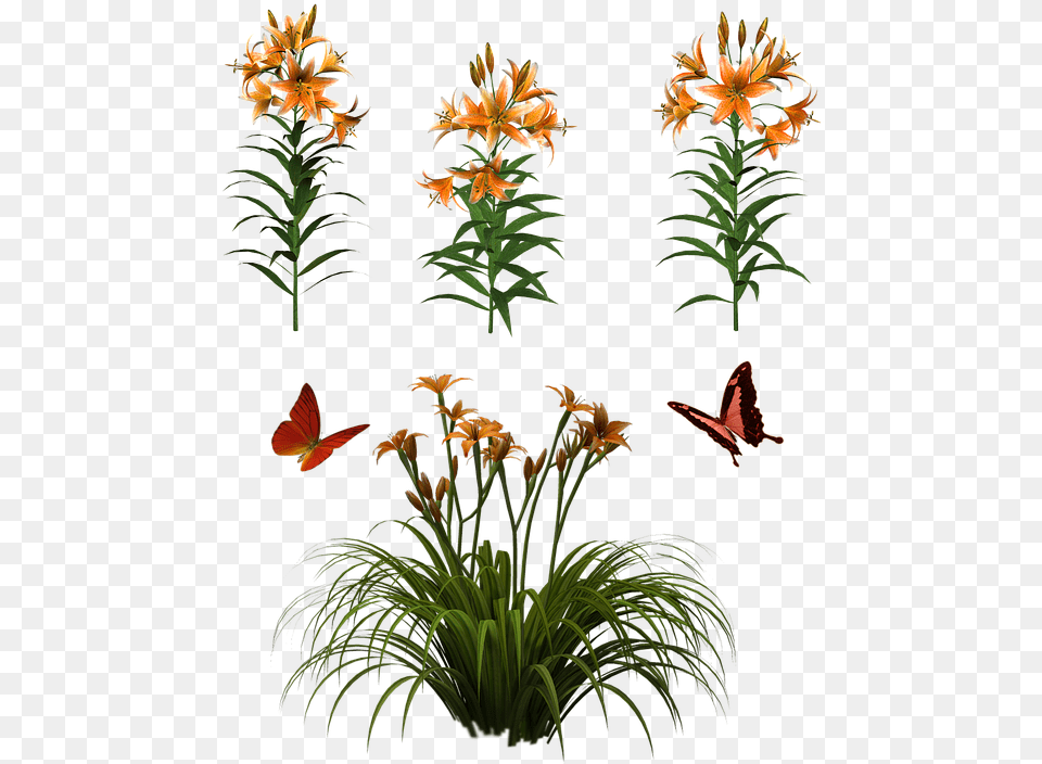Flowers Isolated Butterfly Plant Tiger Lily Daylily, Flower, Pattern, Animal, Bird Free Png