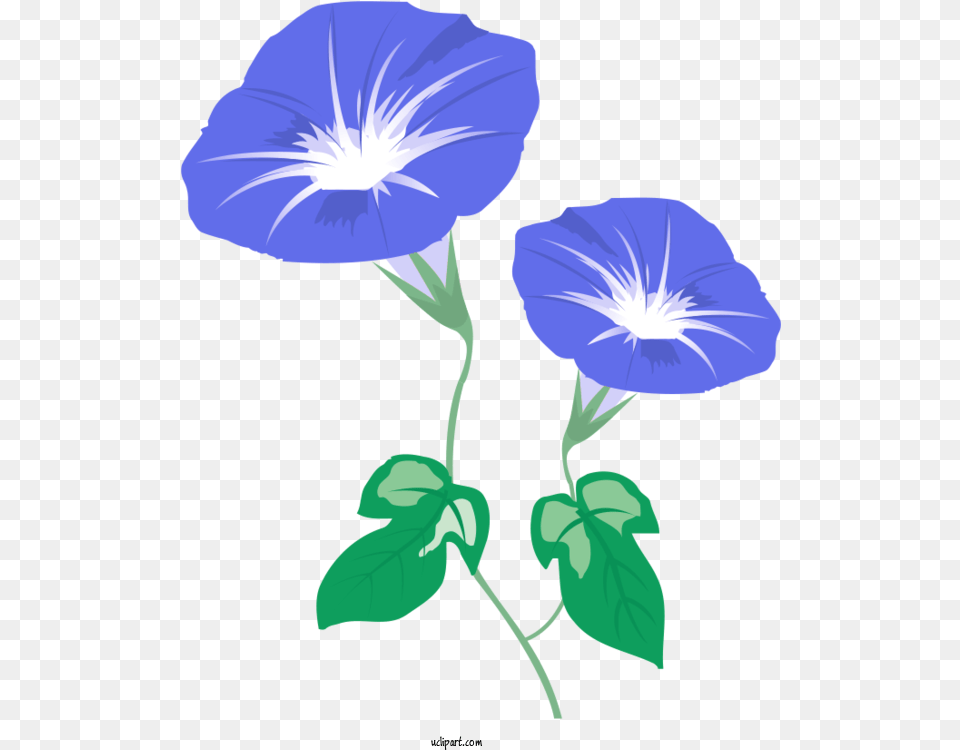 Flowers Japanese Morning Glory Petal Mochi For Lovely, Flower, Plant, Flax, Person Free Transparent Png