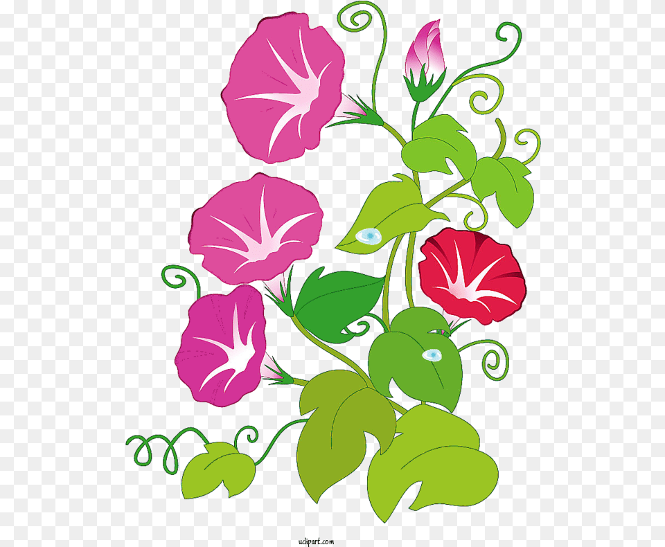 Flowers Japanese Morning Glory Tropical White Flower, Plant, Pattern, Hibiscus, Art Png