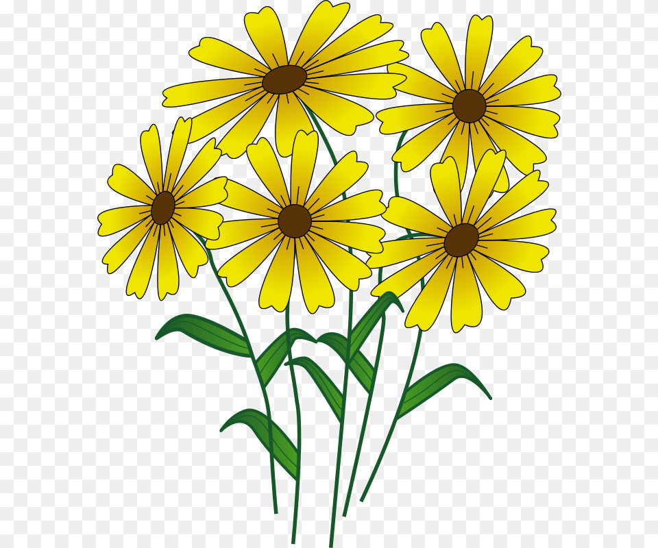 Flowers Jonathan Dietric, Daisy, Flower, Plant, Petal Free Transparent Png