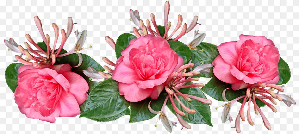 Flowers Leaves Petalas Camellias Artificial Flower, Geranium, Plant, Rose, Petal Free Png