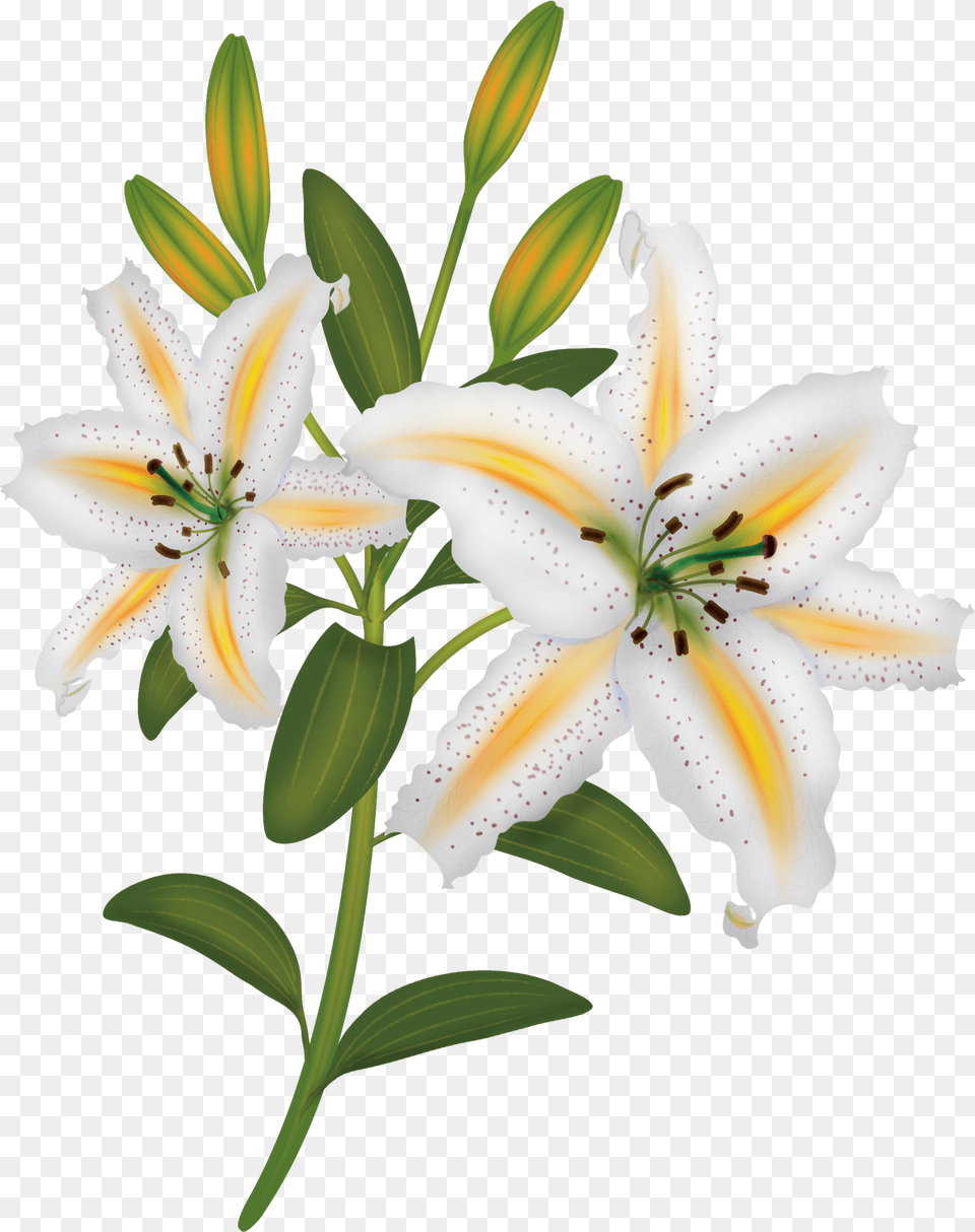 Flowers Lilii Na Prozrachnom Fone, Anther, Flower, Plant, Lily Free Transparent Png