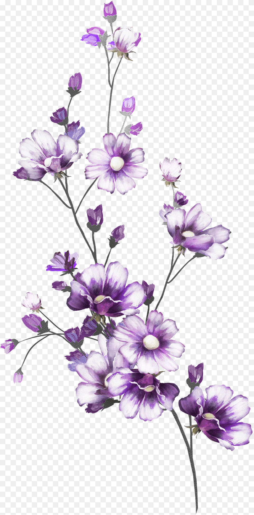 Flowers Line Art, Flower, Geranium, Plant, Petal Png