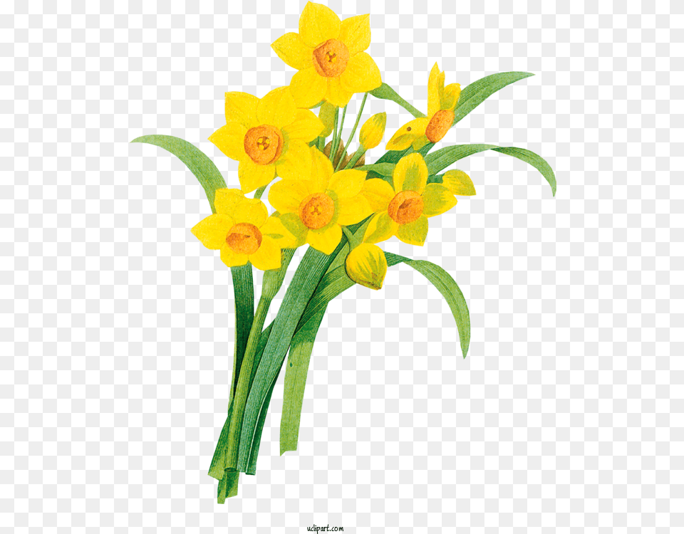 Flowers Line Art Drawing Wild Daffodil For Flower Clipart Narcissus Botanical Illustration, Plant Free Png Download