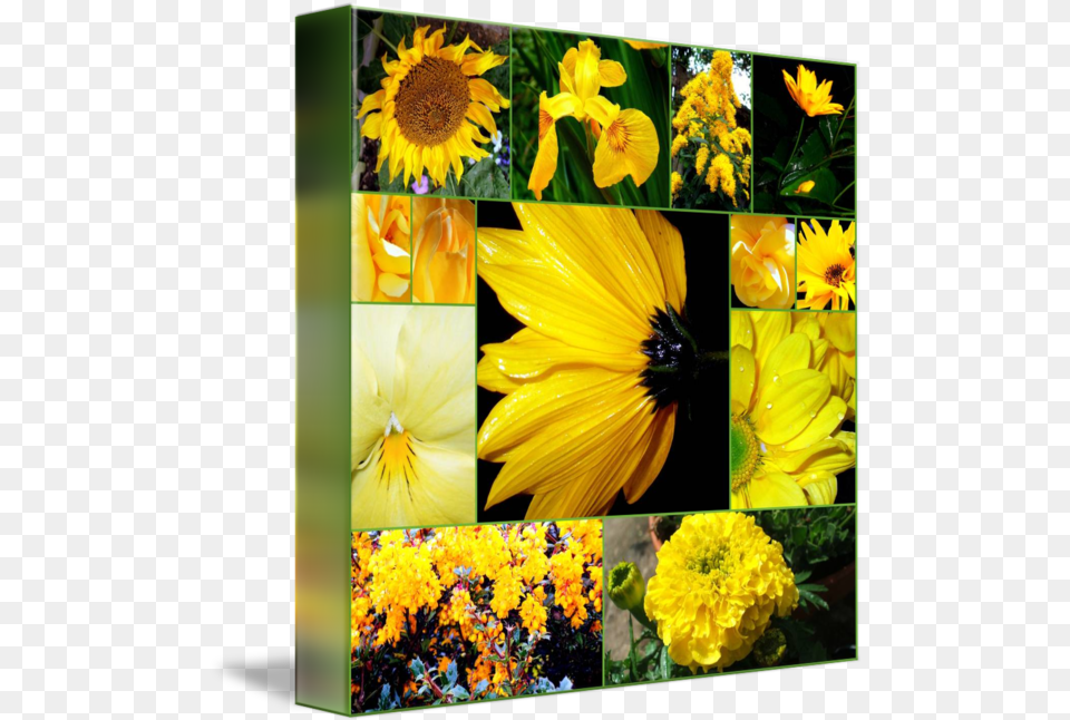 Flowers Lovely, Art, Collage, Daisy, Flower Free Png Download