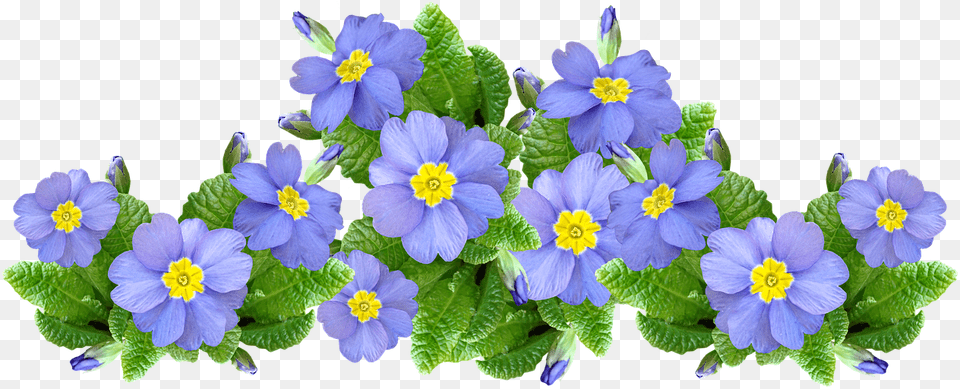Flowers Mauve Plants Photo On Pixabay Primrose, Anemone, Flower, Geranium, Plant Free Transparent Png