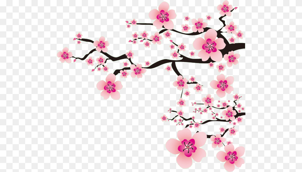 Flowers Meihua China Pink Nature Ftestickers Japanese Cherry Blossom, Flower, Plant, Cherry Blossom Free Png Download