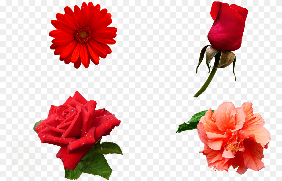 Flowers Nature Smell Color Garden Plants Spring, Flower, Petal, Plant, Rose Free Transparent Png