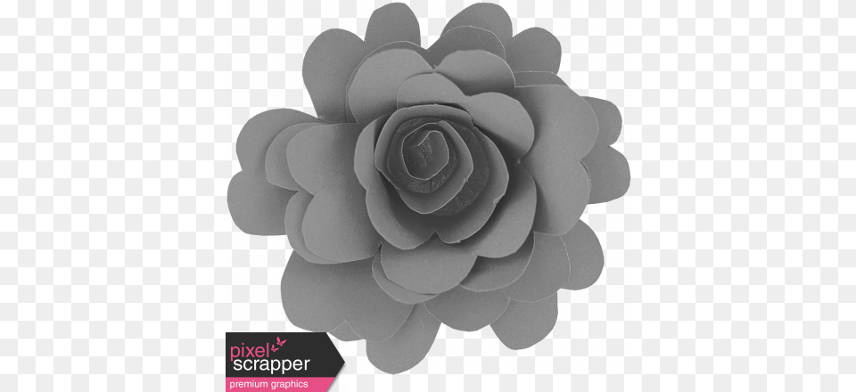 Flowers No15 U2013 Flower 4 Template Graphic By Elif Ahin White Mexican Rose, Plant Free Transparent Png