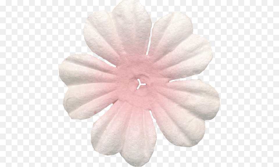 Flowers Of The Picnic Clipart Impatiens, Petal, Flower, Plant, Daisy Free Transparent Png